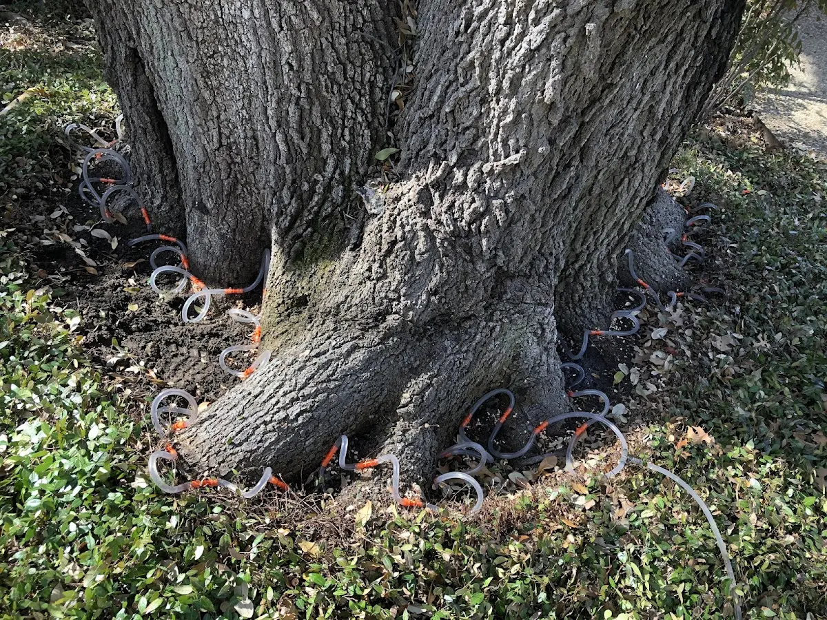 Detailed Tree Cabling and Bracing job site in Ely