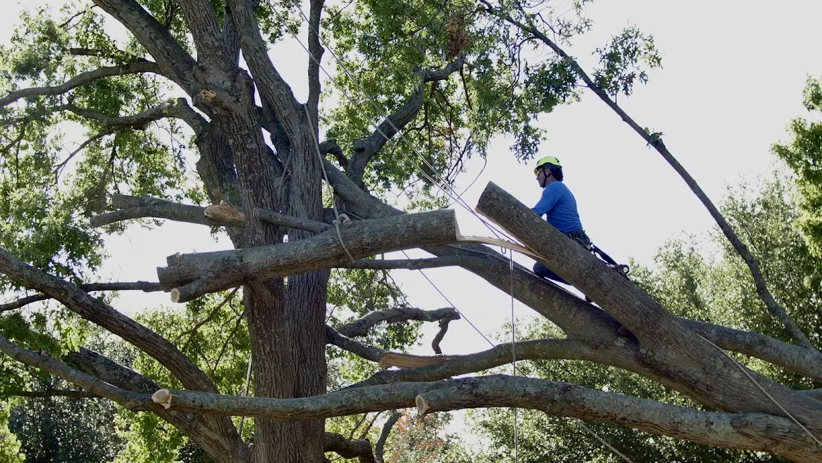 Professional Crown Thinning performed by certified arborists in Ely
