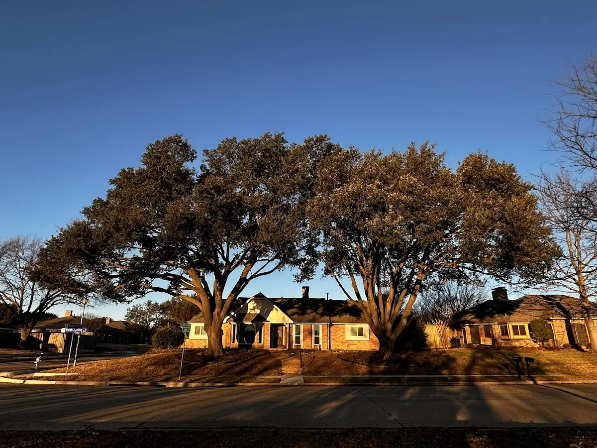 Established residential canopy tree shading a home in Ely